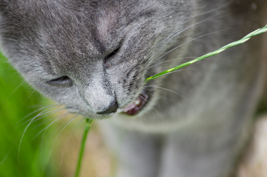 Как правильно кормить кошек натуральной едой?