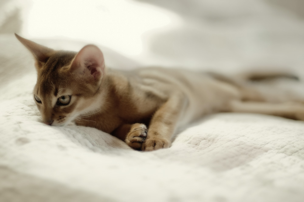 Абиссинская кошка: окрасы