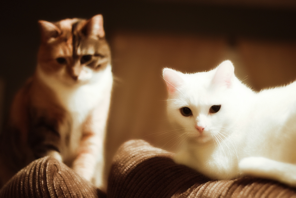 Течка у кошек - всё об этом важном периоде в жизни ваших питомцев