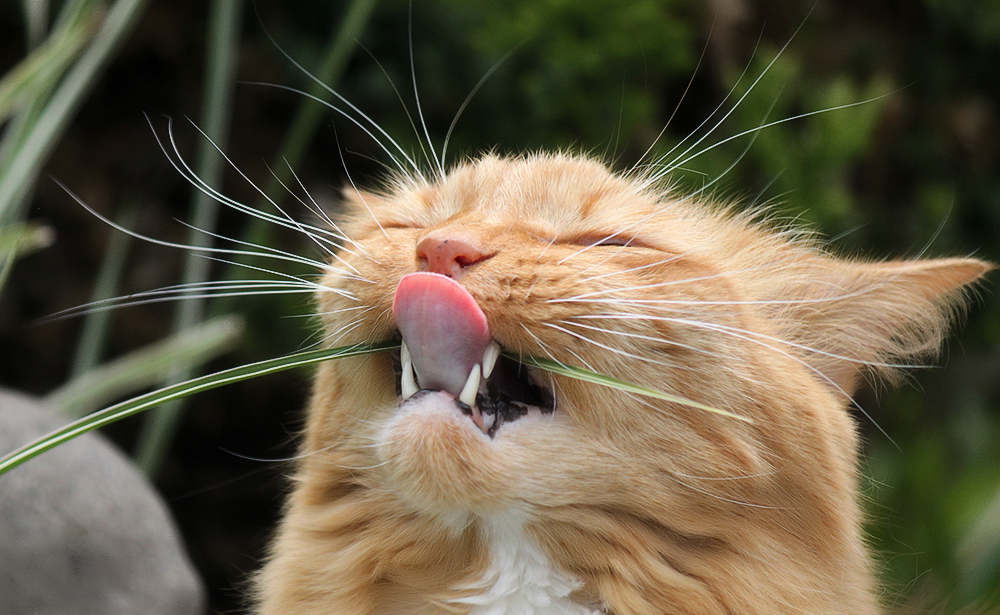 Гингивит: симптомы и лечение у кошек