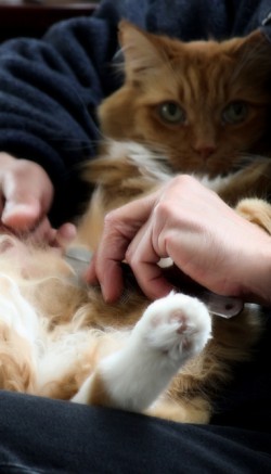 Колтунорезка для кошек: как ей пользоваться?