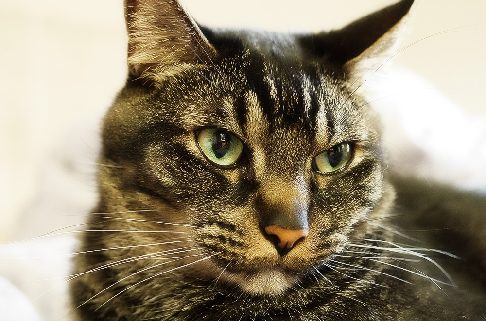 У кошки текут слюни: норма или отклонение?