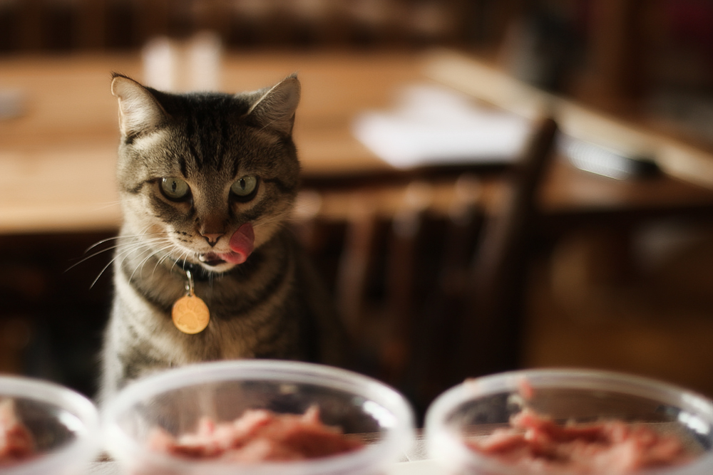 Какой корм для кошек самый лучший по мнению ветеринаров?