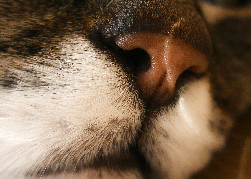 Какой нос должен быть у здоровой кошки?