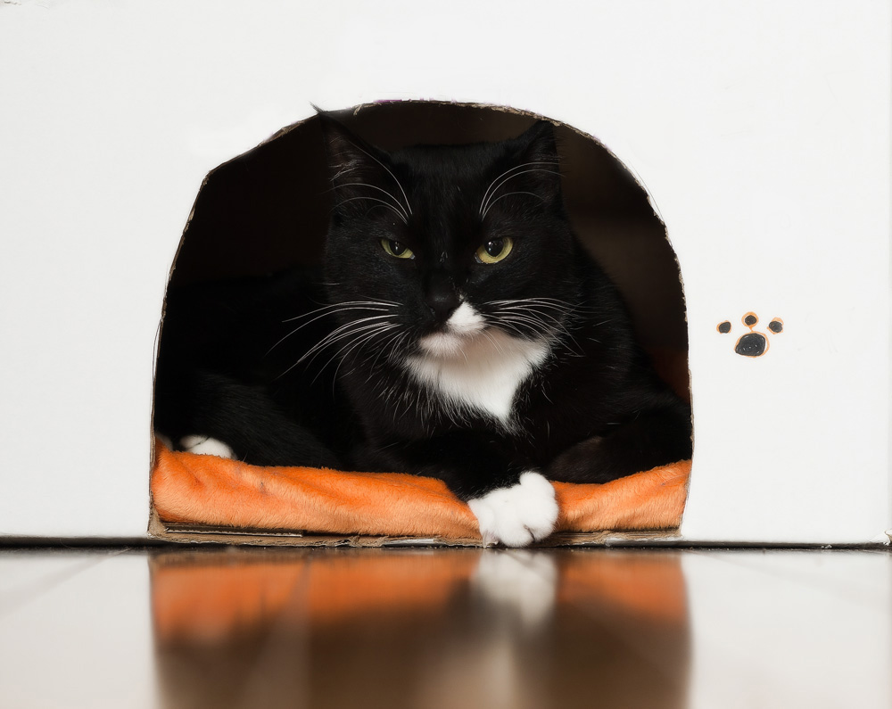Как сделать домик для кошки из коробки?