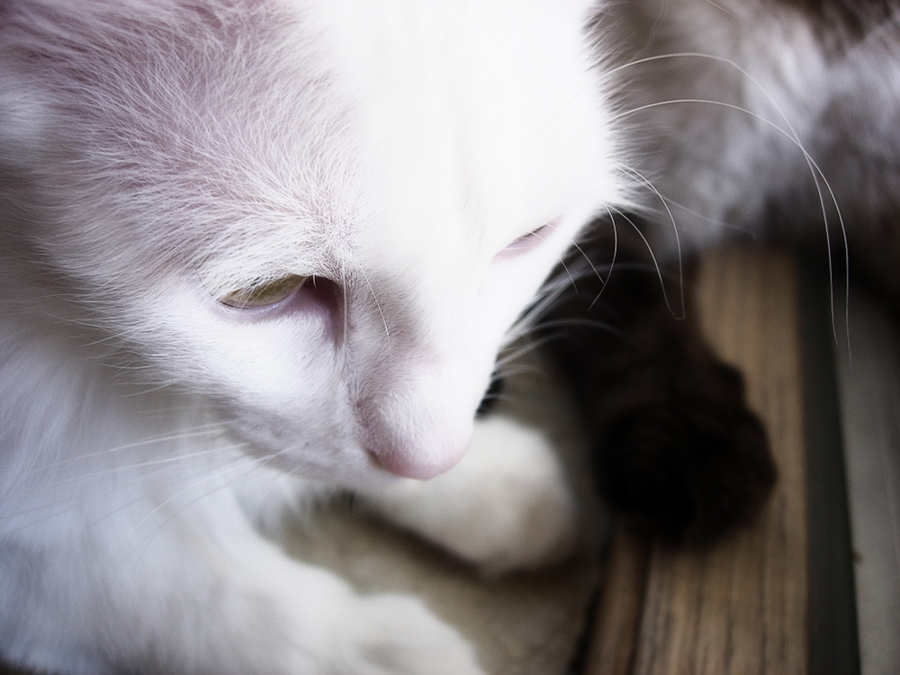 Власоеды у кошек: фото, симптомы и методы лечения
