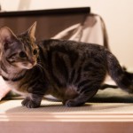 Манчкин - кошка с короткими лапами