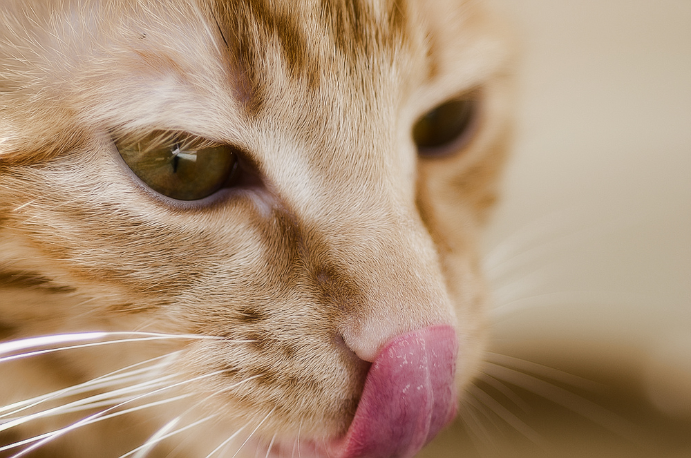 Можно ли кормить кошку сухим и влажным кормом одновременно