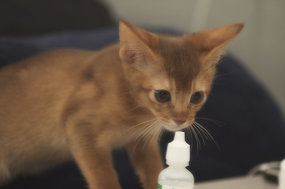 Кот чихает и сопли: что делать в домашних условиях
