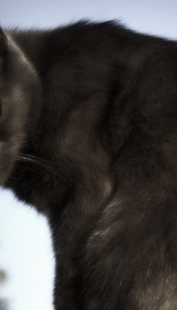 Автокормушка для кошек: виды и принцип действия
