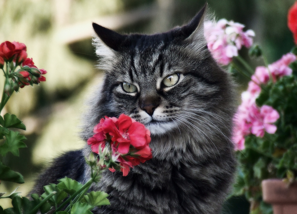 Ядовитые растения для кошек и опасные комнатные цветы