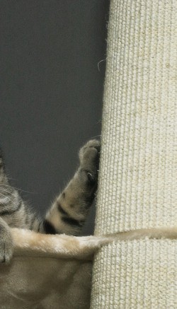 Домик-когтеточка для кошки своими руками