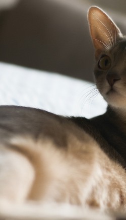 Беременность у кошки: все, что должен знать хозяин