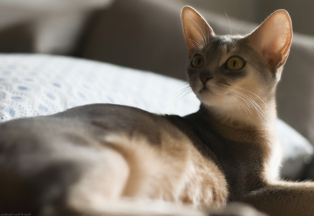 Беременность у кошки: все, что должен знать хозяин