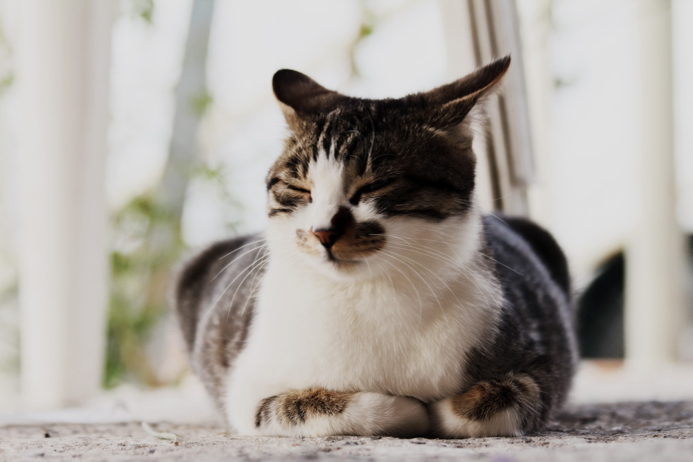 Гепатовет для кошек: инструкция по применению