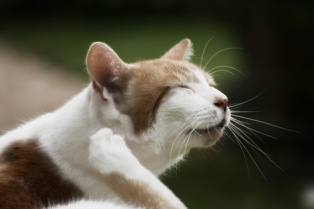 Как вывести блох у кошки быстро и эффективно