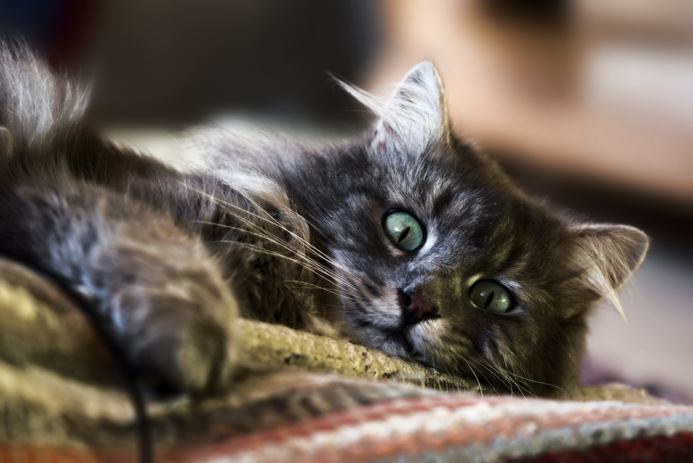 Мастопатия у кошек: диагностика, симптомы и лечение