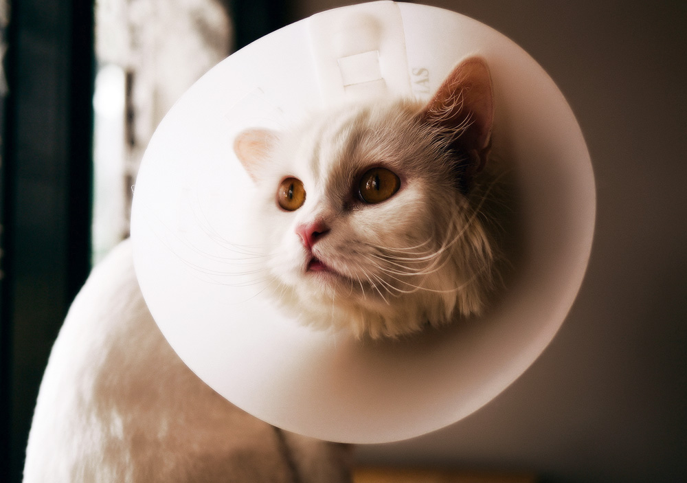 Виды лишая у кошек: симптомы и лечение