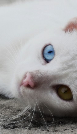 Сердечная недостаточность у кошек: симптомы и лечение