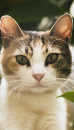 Имаверол для кошек: инструкция по применению