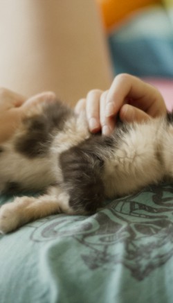 Фелинотерапия: как кошки лечат людей