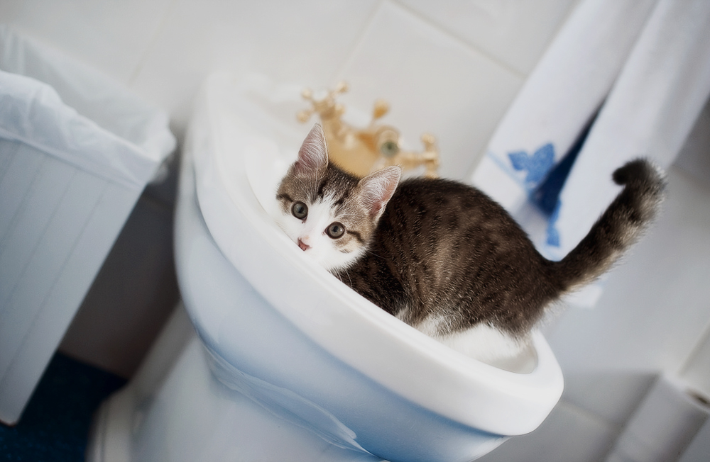 Котенок не ходит в туалет по-большому - как ему помочь?