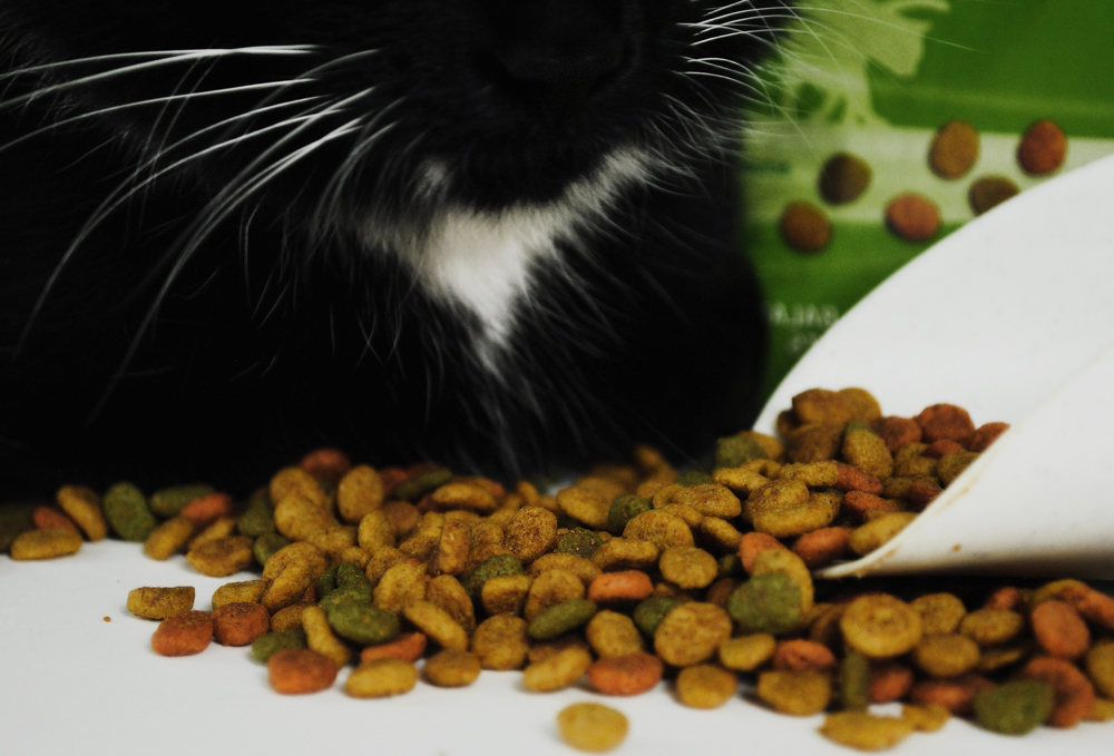 Можно ли человеку есть кошачий корм?