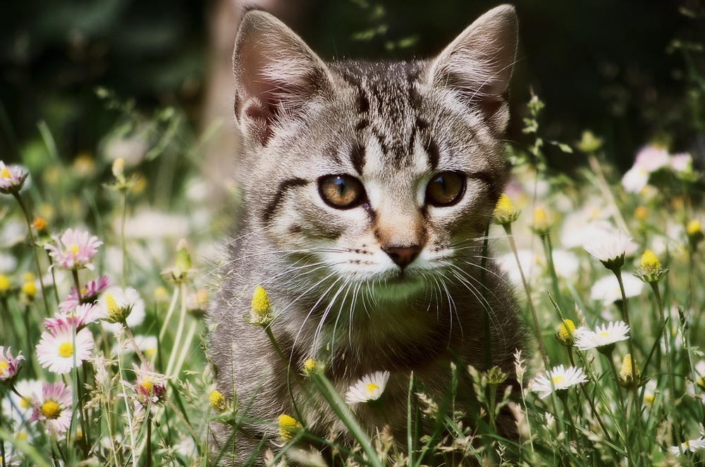 Самый маленький кот в мире и породы миниатюрных кошек