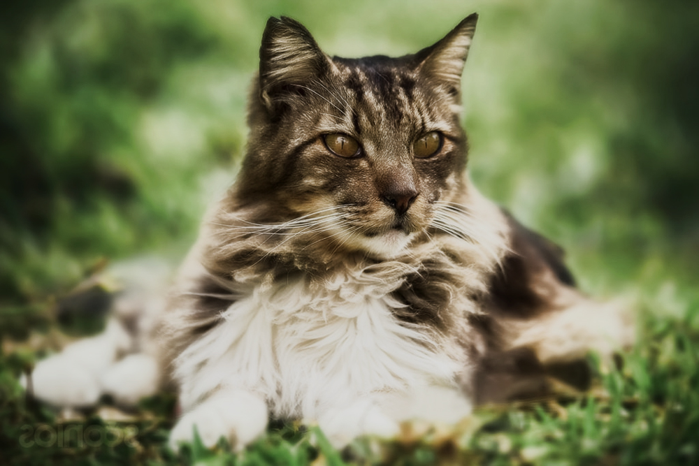 Стронгхолд для кошек: инструкция по борьбе с паразитами