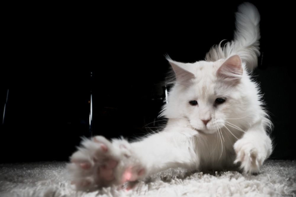 Лазерная указка для кошек - игрушка или угроза?