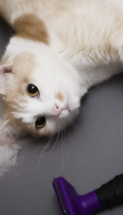 Что такое фурминатор для кошек и как его использовать