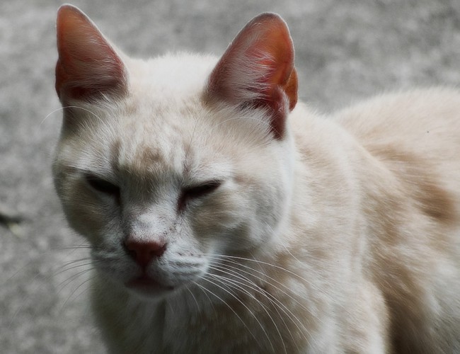 Герпесвирусная инфекция у кошек: чем опасна и как устранить
