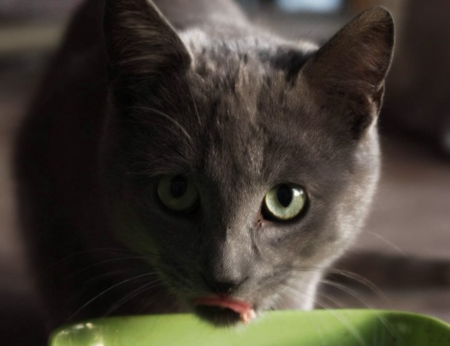Корм для кошек Бозита: состав и особенности