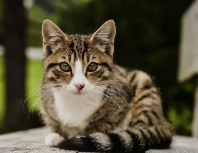 Лямблиоз у кошек: симптомы и лечение