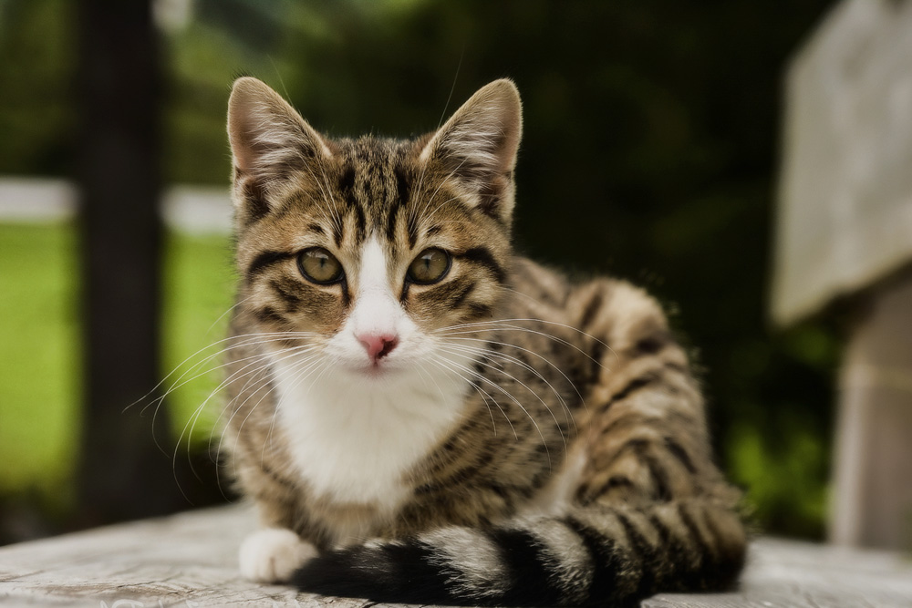 Лямблиоз у кошек: симптомы и лечение