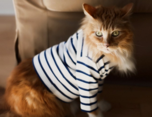 Одежда для кошек: блажь или необходимость?