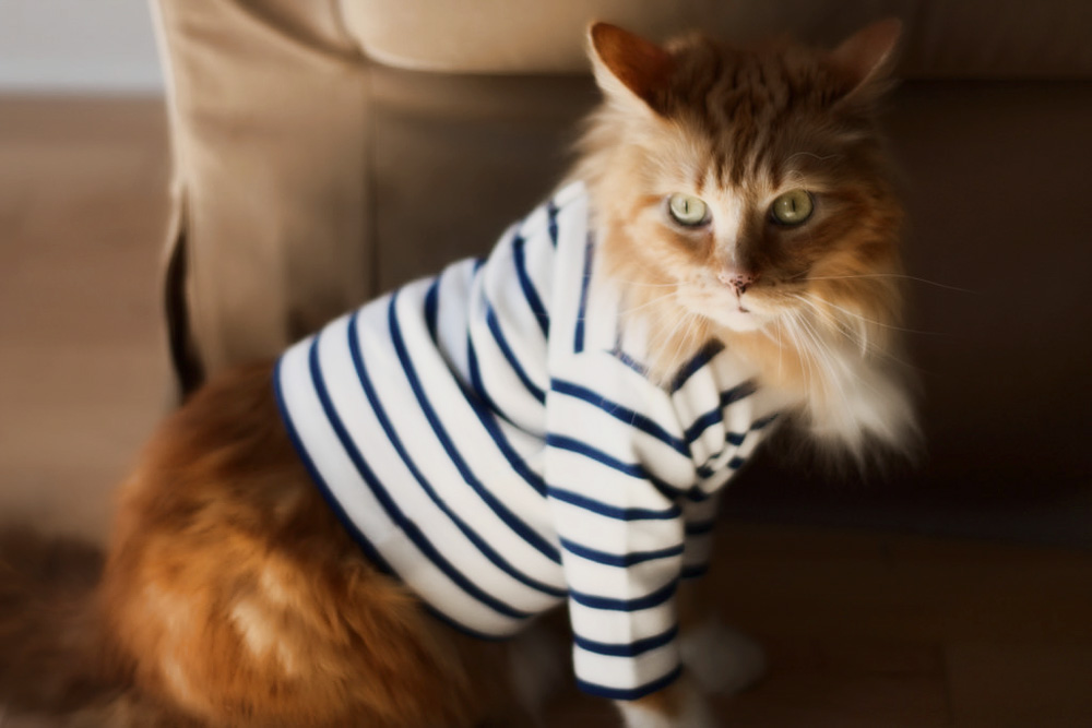Одежда для кошек: блажь или необходимость?